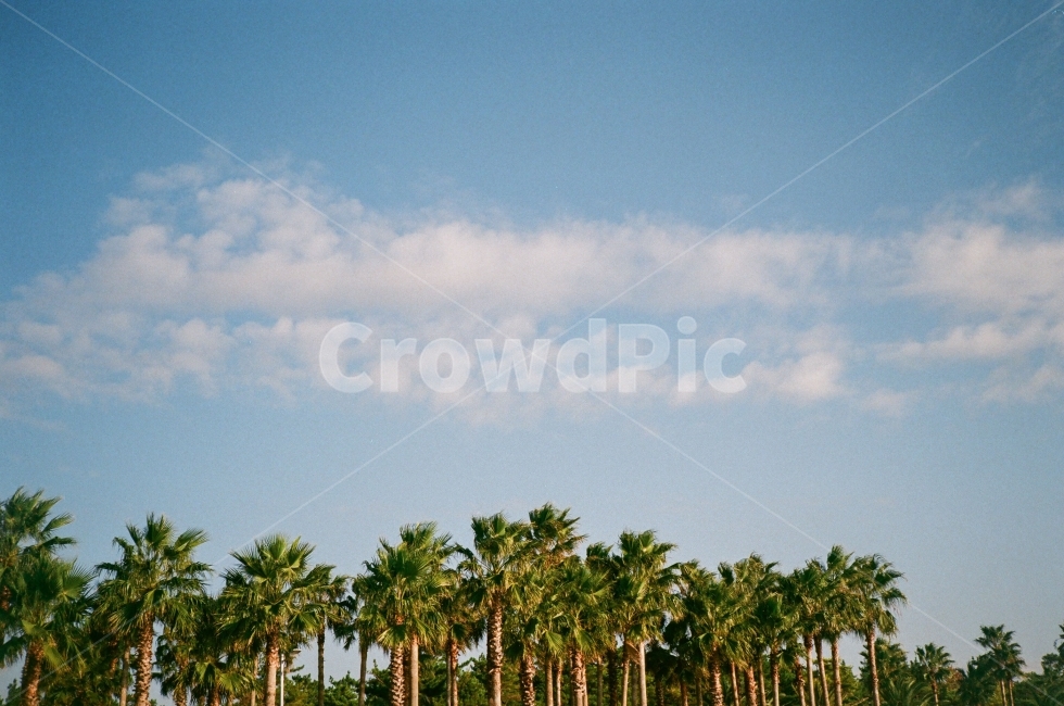 제주도,야자수,구름,하늘,가을,해변,풍경,자연,풍경,nature,landscape,감성,sensible,feeling,summer,여름