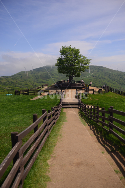 자연,풍경,하늘,구름,목장,초록,하양,nature,landscape,sky,green,korea,road,길,나무,자연,풍경,nature,landscape,사람들,대중,군중,other people,crowd,outdoors,옥외