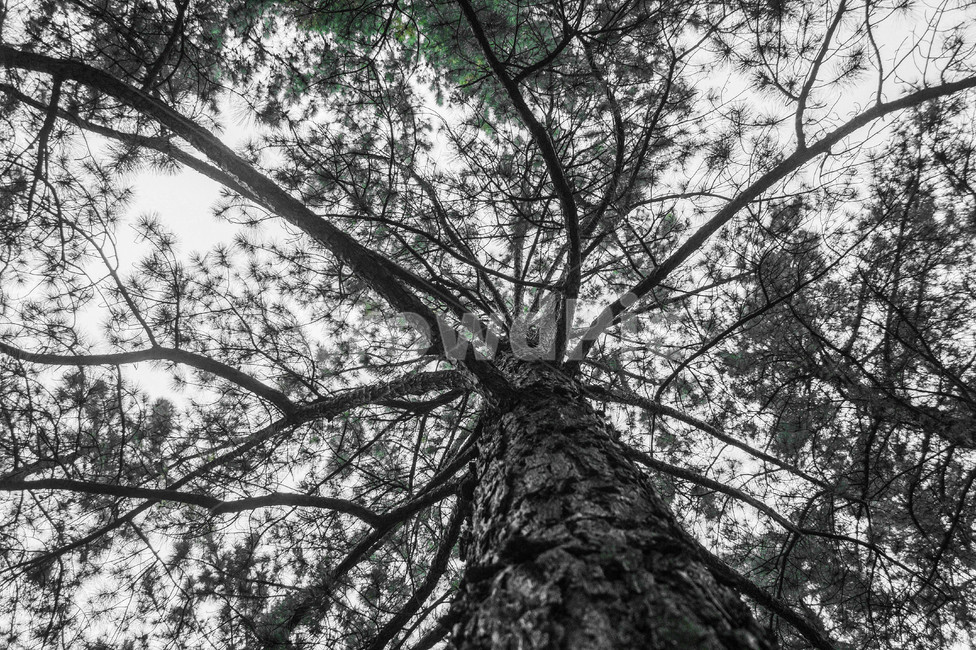 plant,식물,tree,나무,treetrunk,나무줄기,식물,자연,plants,nature,나무,trees,wood