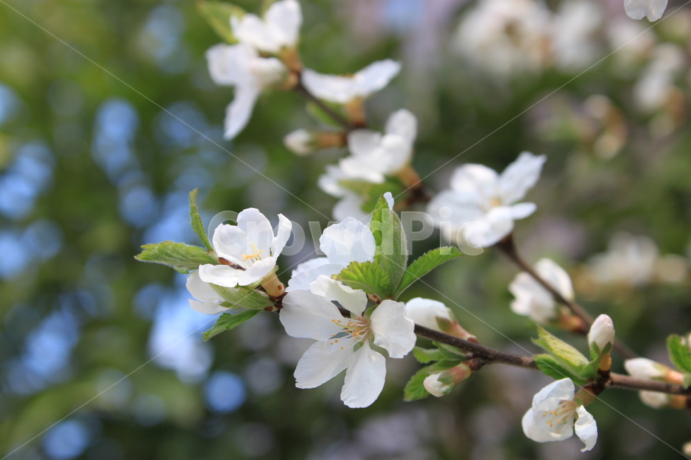 매화,꽃,흰꽃,봄,꽃나무,blossom,식물,흰색,자연,plants,spring,flower