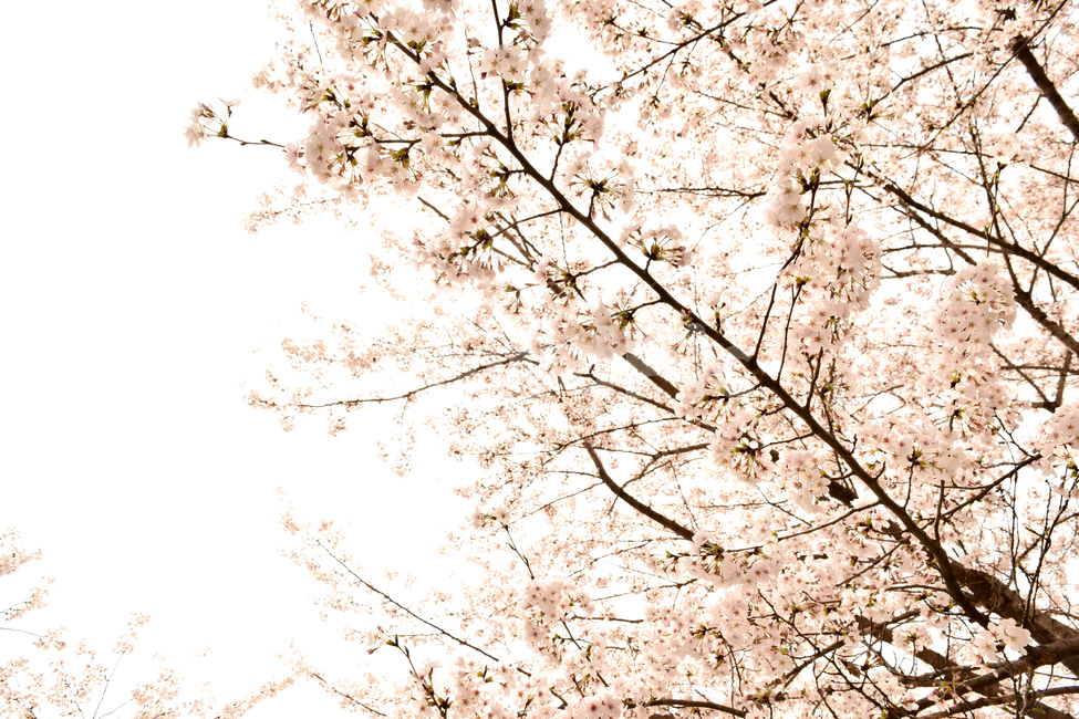 밝은,벛꽃,영화같은,화사한,꽃,봄,계절,spring,season,자연,풍경,nature,landscape,plant,식물,cherry blossom,벚꽃,flower,blossom