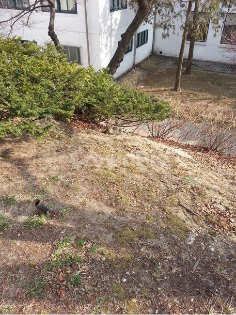 바닥,식물,ground,고양이,cat,흙,보호색