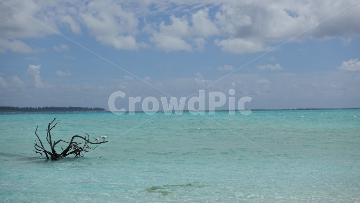 바다,sea,sand,beach,ocean,nature,자연,모래,해변,turquoiseblue,blue,나무,고목,summer,여름,휴가,vacation,휴양지,갈매기,뉴칼레도니아,수평선,horizon,일데팡,노깡위,Nokanhui,일데빵
