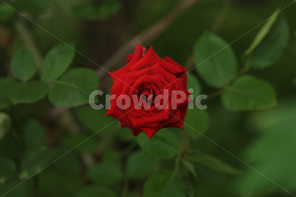 5월,may,rose,장미,season,계절,봄,여름,여왕,식물,자연,plants,nature,꽃,flower