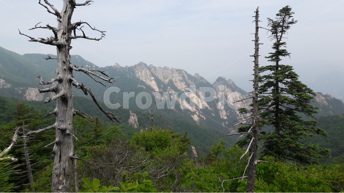 설악산,한계령코스,고사목,암봉,서북능선,자연,풍경,nature,landscape,한국자연풍경,한국자연경관,korea nature landscape,식물,plants,나무,trees,wood,tree,plant,outdoors,옥외,mountain,산,mountain range,산맥,fir,전나무,abies,아비,slope,경사