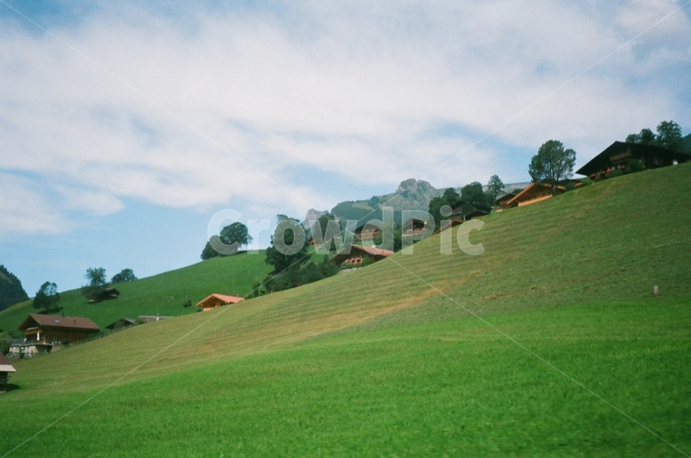 nature,자연,field,들,배경