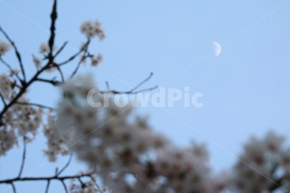 봄꽃,벚꽃,봄,cherryblossoms,달,낮달