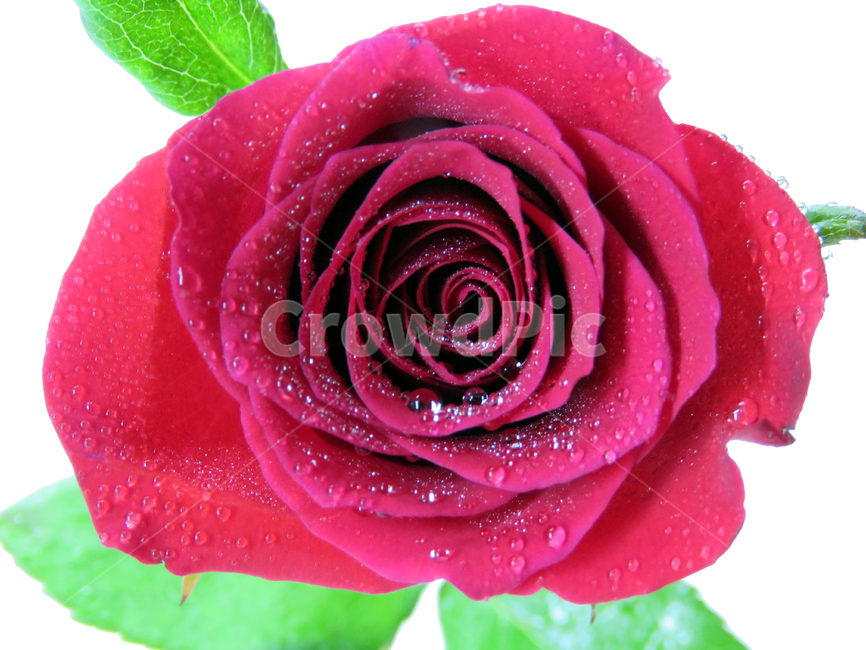 레드장미,redrose,장미꽃,빗방울,waterdrop
