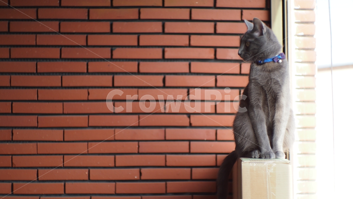 brick,벽돌,고양이,러시안블루,애완동물,cat,pet