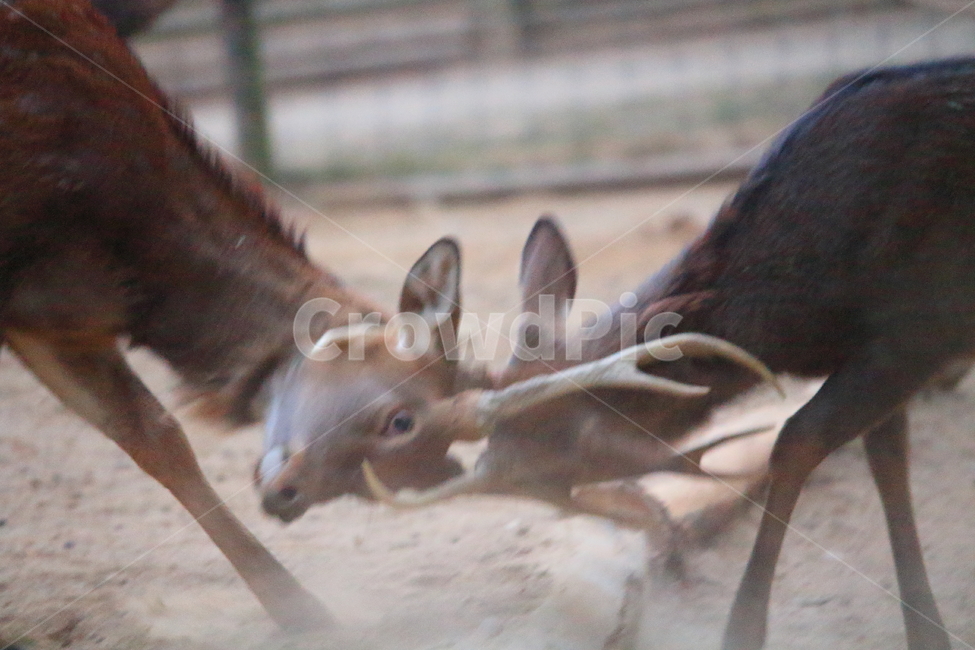 서울숲,서울숲공원,사슴,서울숲사슴,서울숲사슴공원,동물,animal,포유류,mammal