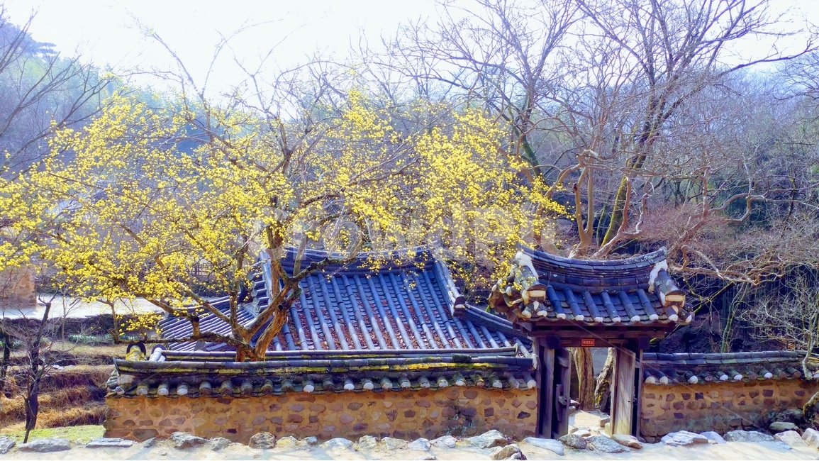 본,산수유,풍경,담양,소쇄원,봄,계절,spring,season,시골,마을,풍경,landscape,country,rural,town,한국전통,한국문화,korean traditional,korean culture
