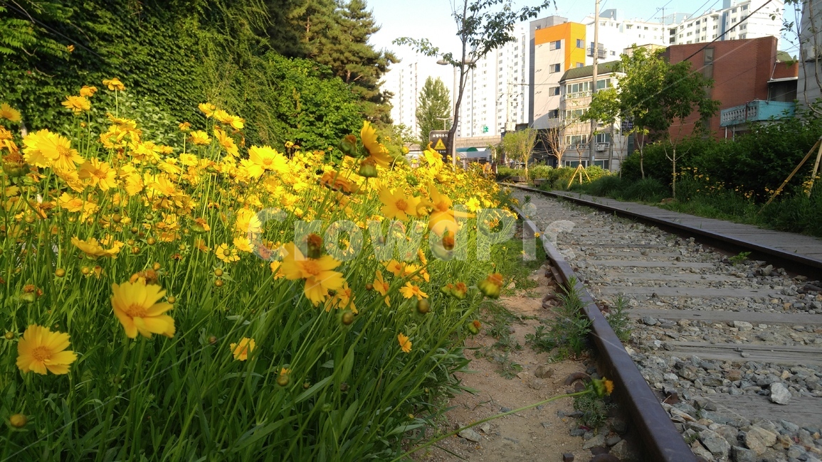 큰금계국,꽃,노랑꽃,노랑색,식물,녹색,철길,배경,감성,계절,flower,yellowflowers,yellow,plants,green,arailroadtrack,background,emotional,season