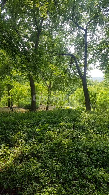 수목원,힐링,자연,수국,흰수국,배경,꽃,꽃배경,초록,여름,여름분위기