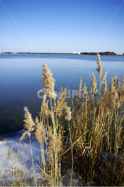 호수,갈대,식물,plant,겨울,겨울,계절,winter,season,자연,풍경,nature,landscape,식물,plants,grass,잔디,lawn,reed