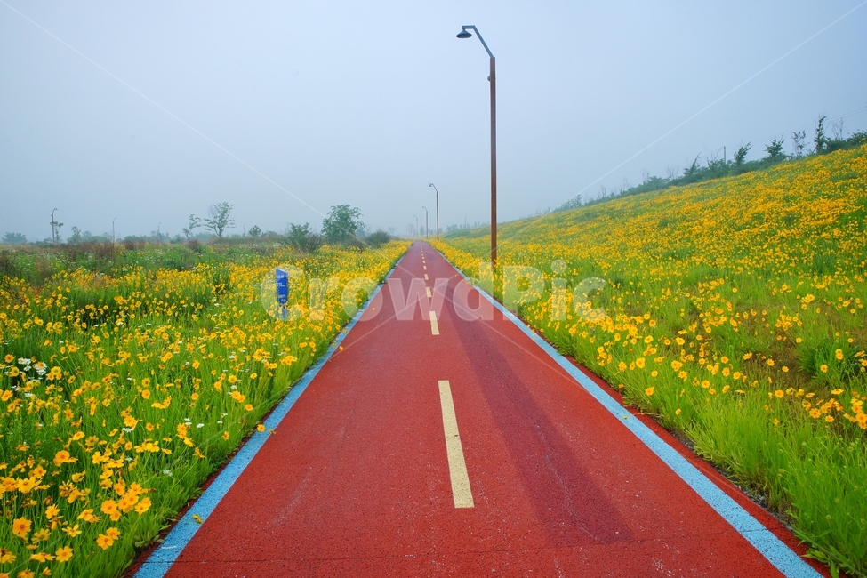 세종시,금계국,금강,자전거,트래킹,봄,계절,spring,season,자연,풍경,nature,landscape,road,도로,asphalt,아스팔트,highway,고속도로,freeway,고속 도로