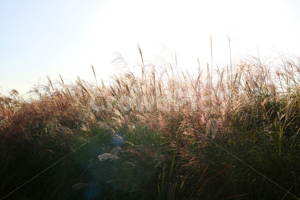 억새,억새풀,식물,자연,가을,벼과,가을,계절,fall,autumn,season,plant,grass,잔디,lawn,reed,갈대