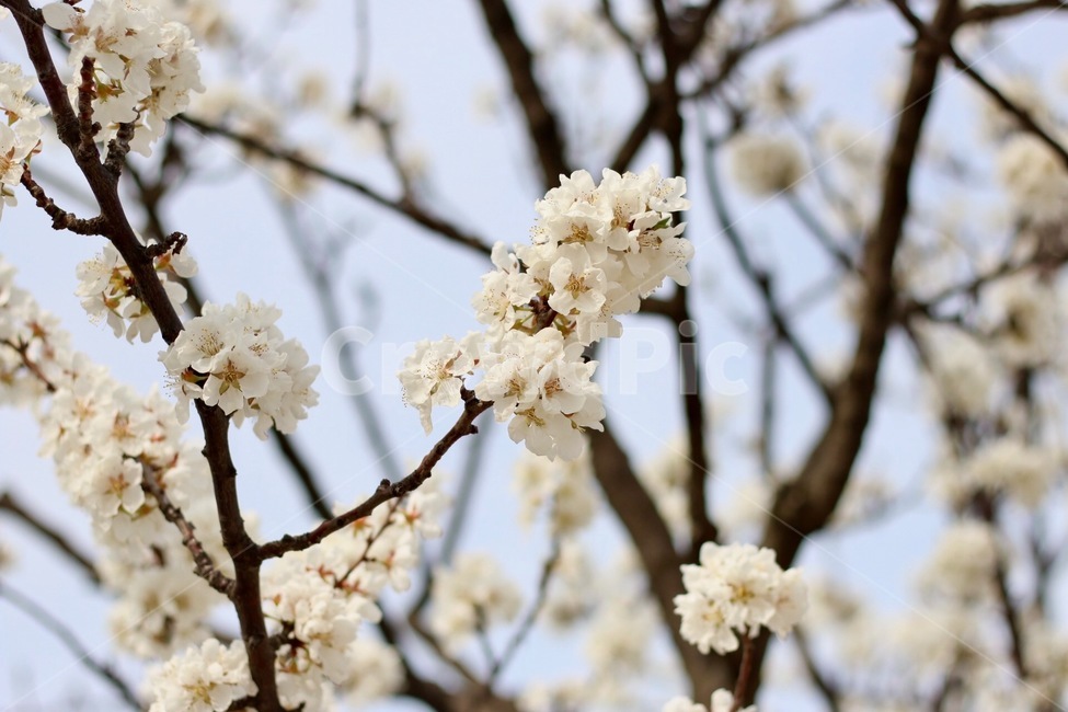 꽃,봄,매화,나무,하얀,식물,자연,plants,nature,꽃,flower