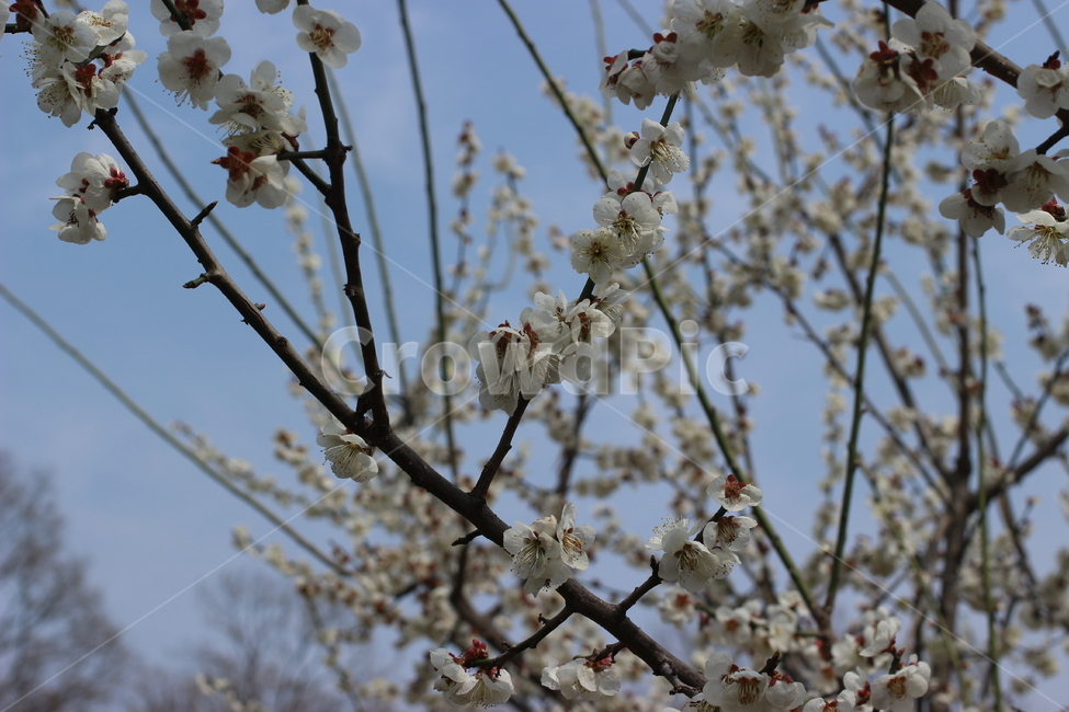 벚꽃,봉우리,개화,봄,사쿠라,인천대공원,자연,풍경,nature,landscape,꽃,flower,나무,trees,wood,plant,식물,blossom,cherry blossom
