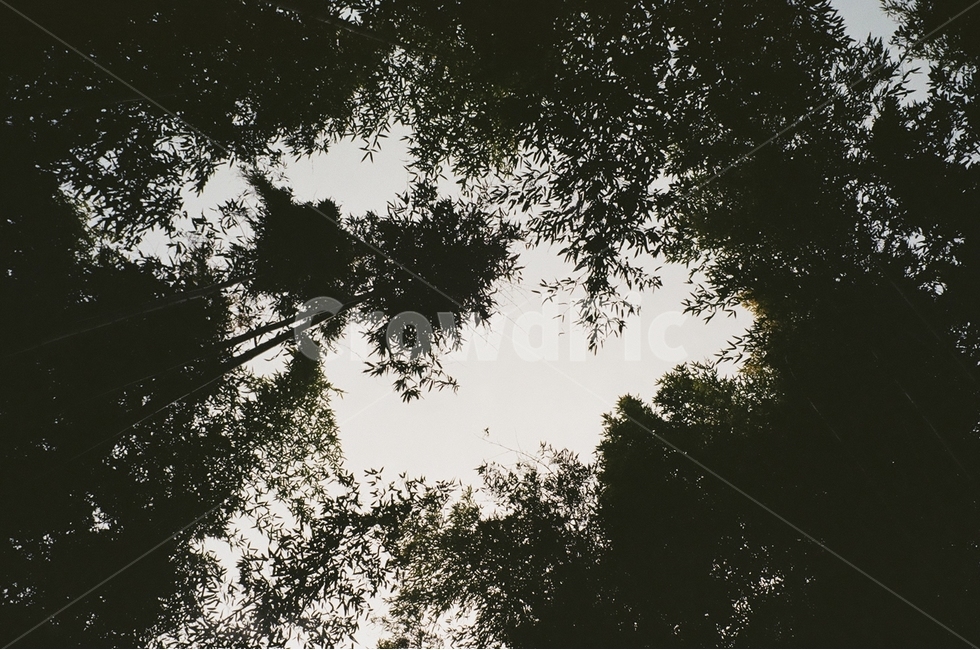 필름사진,담양,죽녹원,대나무,대나무숲,숲,식물,자연,plants,nature,나무,trees,wood