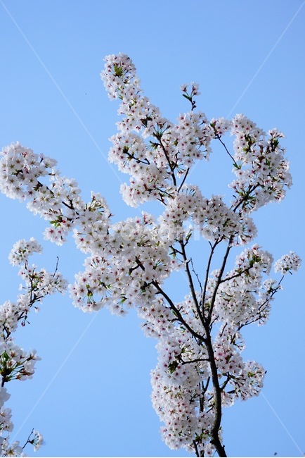 봄,하늘,봄꽃,벚꽃,벚꽃만개,봄날씨,연분홍,한국,korea,spring,감성,꽃,자연,nature,flower,봄,계절,spring,season,식물,자연,plants,nature,꽃,flower,나무,trees,wood,plant,blossom