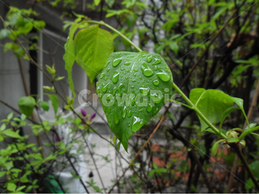 물방울,봄비,푸른색,식물,계절,식물,자연,plants,nature