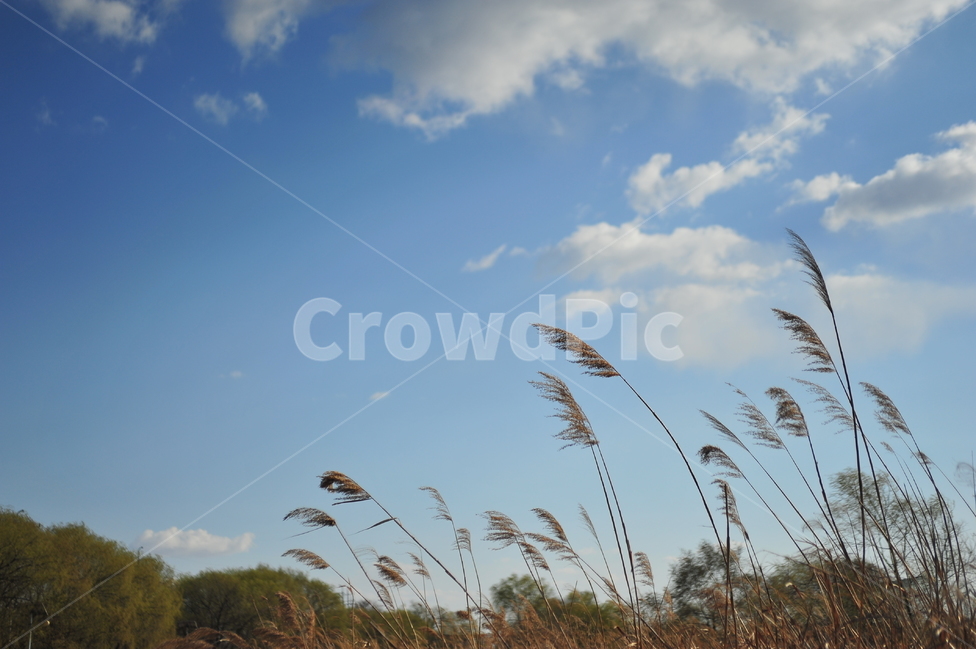 봄,배경,자연,하늘,바람,가을,계절,fall,autumn,season,plant,식물,grass,잔디,lawn,reed,갈대