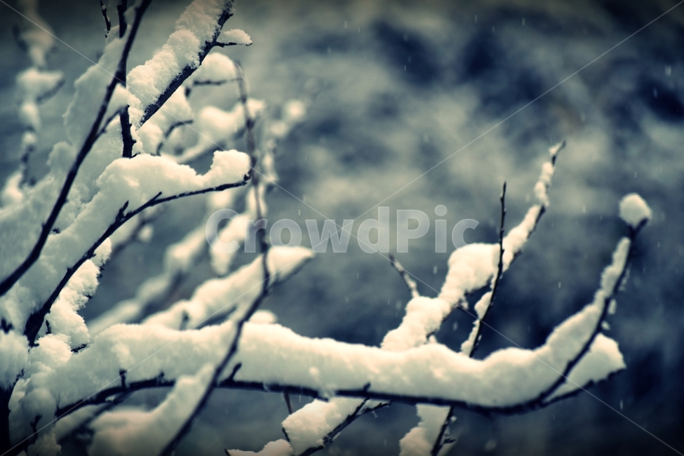 얼음,눈,서리,자연,옥외,ice,outdoors,nature,frost,snow,겨울,계절,winter,season