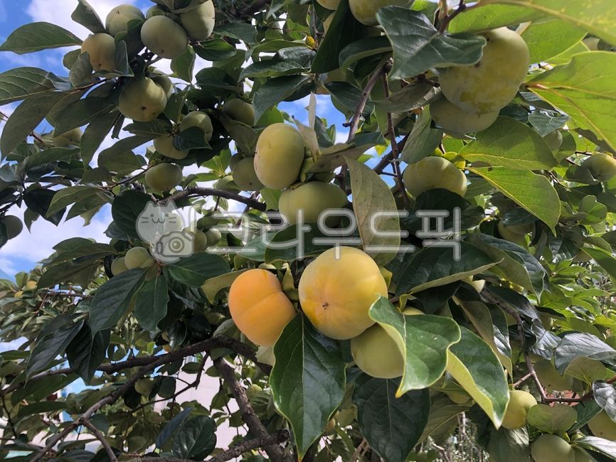 food, fruit, 과일, 감, 나무, 사진,이미지,일러스트,캘리그라피 - 채키라웃작가