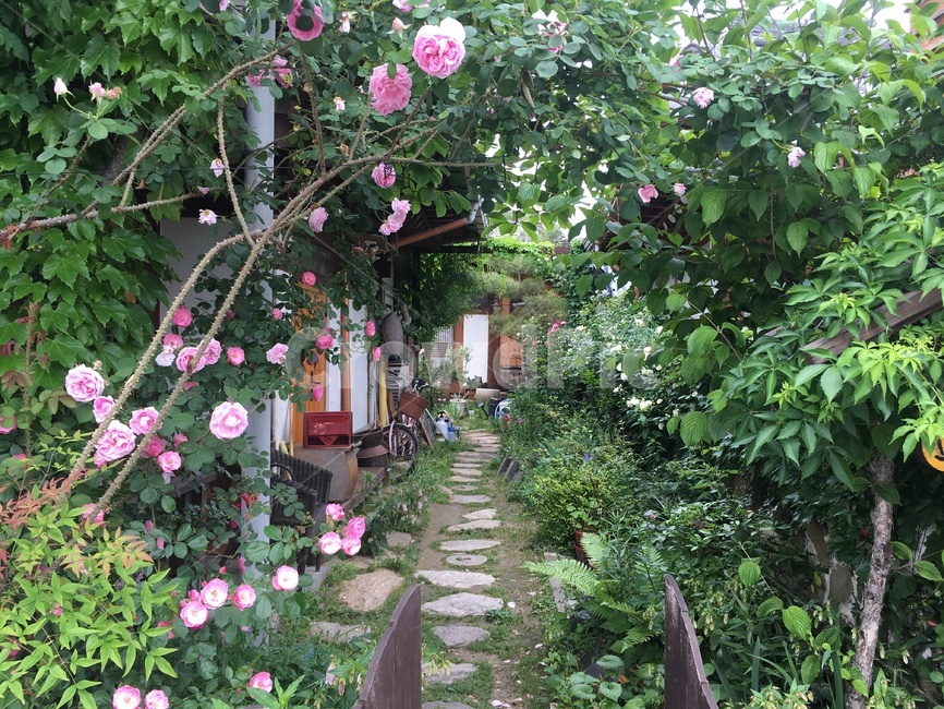 전주한옥마을,한옥,전통가옥,꽃집,장미,풍경,조화,차경,여유,휴식,숙소,jeonjuhanokvillage,hanok,traditionalhouse,rose,scenery,rest,house