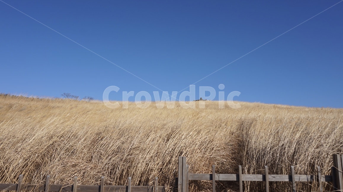 가을,하늘,갈대,갈대밭,제주,산굼부리,가을,계절,fall,autumn,season,자연,풍경,nature,landscape,제주도,jeju,jeju island,plant,식물,grass,잔디
