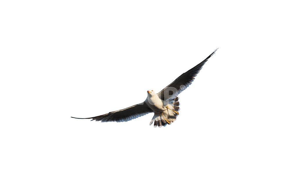 갈매기,새,조류,날개,바다,누끼,바닷가,자연,하늘,부리,seagull,bird,풍경,naturelandscape,sea,동물,animal,birds,감성sensible,feeling,outdoors,옥외,transportation,동물,animal,조류,새,birds,누끼,remove background