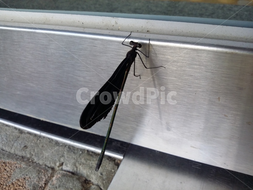 곤충,동물,잠자리,문,현관,곤충,벌레,insect,bug