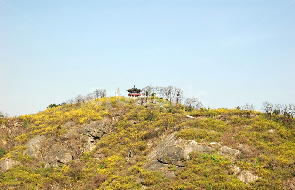 개나리,개나리꽃,산,봄,풍경,봄풍경,꽃,봄꽃,계절,정자,한국,응봉산,서울,배경,백그라운드,노랑,노란,하늘,자연,봄,계절,spring,season,자연,풍경,nature,landscape,한국자연풍경,한국자연경관,korea nature landscape,outdoors,옥외,slope,경사