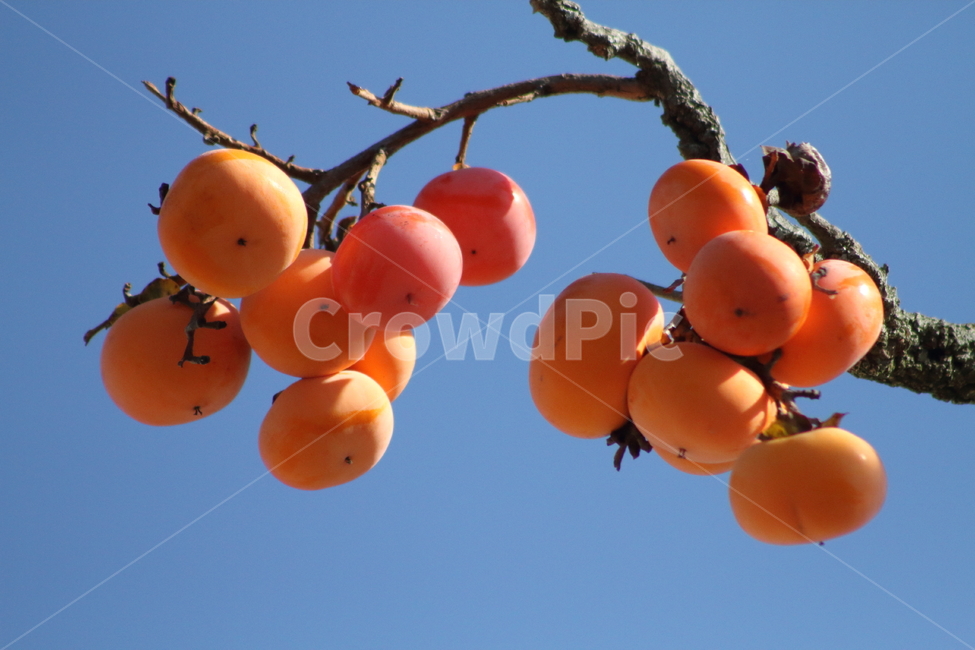 감,홍시,반시감,가을,persimmon,fruit,가을,계절,fall,autumn,season,식물,자연,plants,nature,과일,열매,fruit,plant,food,음식