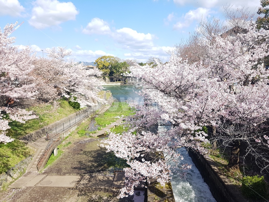 일본,교토,벚꽃,봄,자연,봄,계절,spring,season,자연,풍경,nature,landscape,plant,식물,flower,꽃,blossom,cherry blossom
