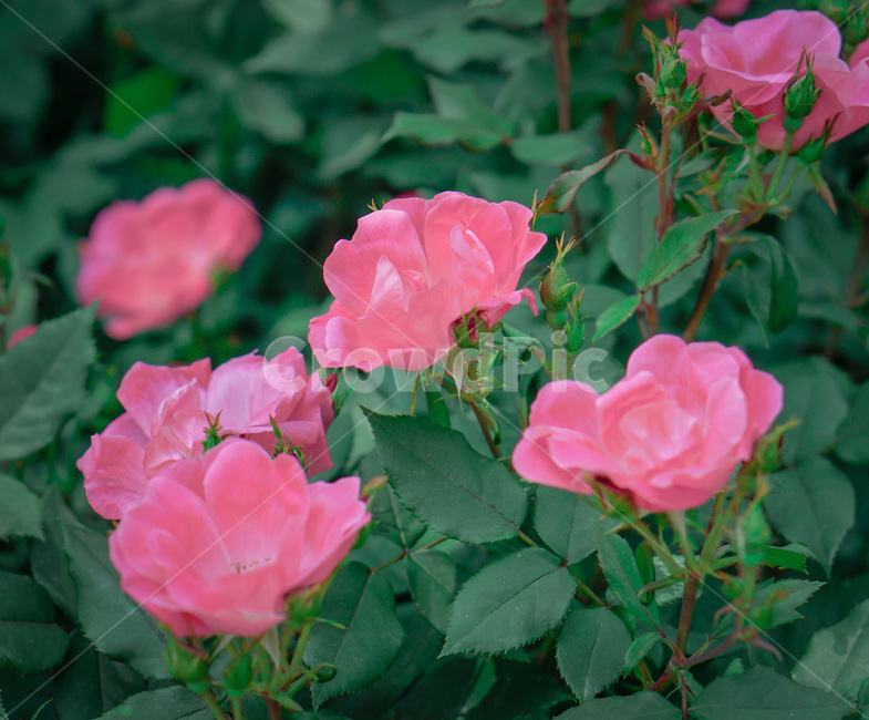 장미,핑크장미,정원,꽃,꽃밭,색감,핑크,분홍,식물,자연,plants,nature,꽃,flower
