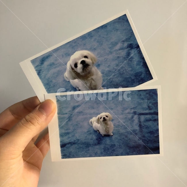 강아지,반려견,폴라로이드,말티즈,배경화면