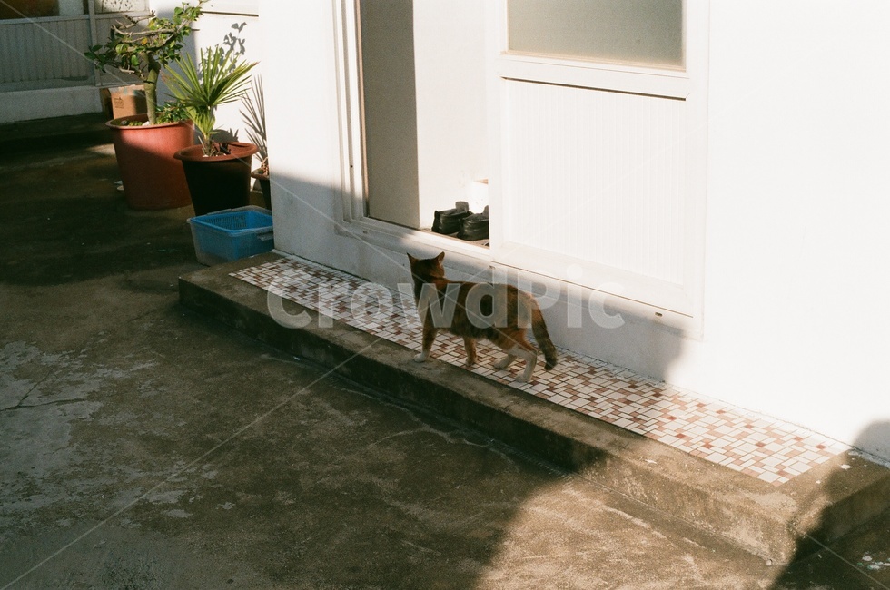 고양이,cat,따뜻한,따뜻,힐링