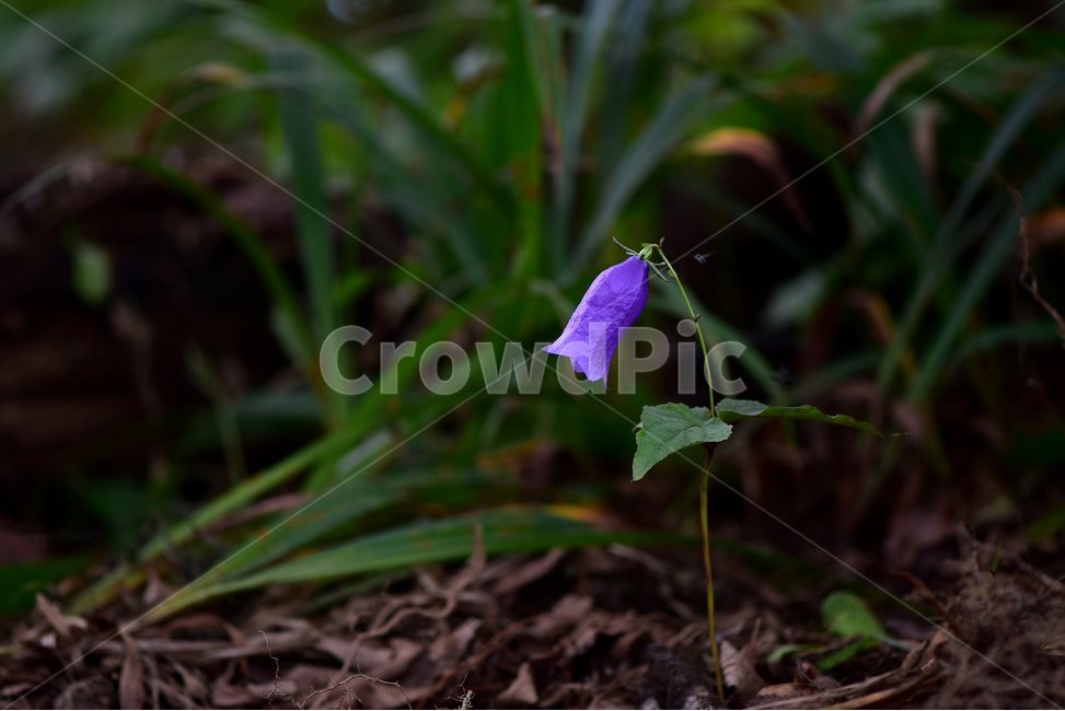 금강초롱꽃,야생화,식물,자연,꽃,생태,힐링,플라워,wildflower,flower,plants,nature,season,감성,느낌,emotion,feeling,여름,여러해살이풀,초롱꽃과,금강초록꽃속,자주색,식물,자연,plants,nature,꽃,flower