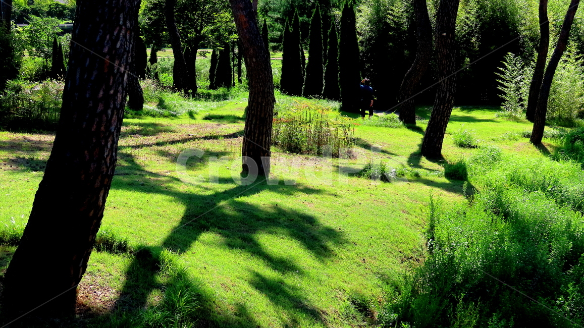 tree,나무,plant,식물,풍경,자연,풍경,nature,landscape
