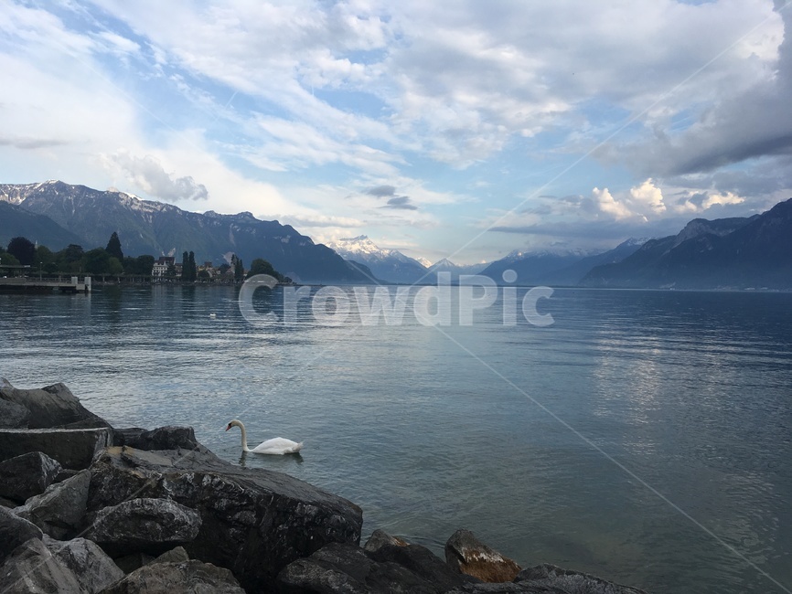 스위스,switzerland,백조,호수,구름,산,하늘,자연,nature,lake,새,bird,animal