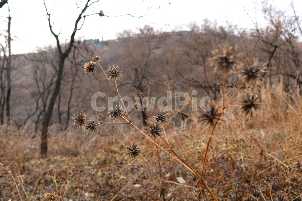 도깨비바늘,꽃,식물,야생화,들꽃,풀,잡초,씨,씨앗,국화,국화과,자연,겨울,귀침초,귀침채
