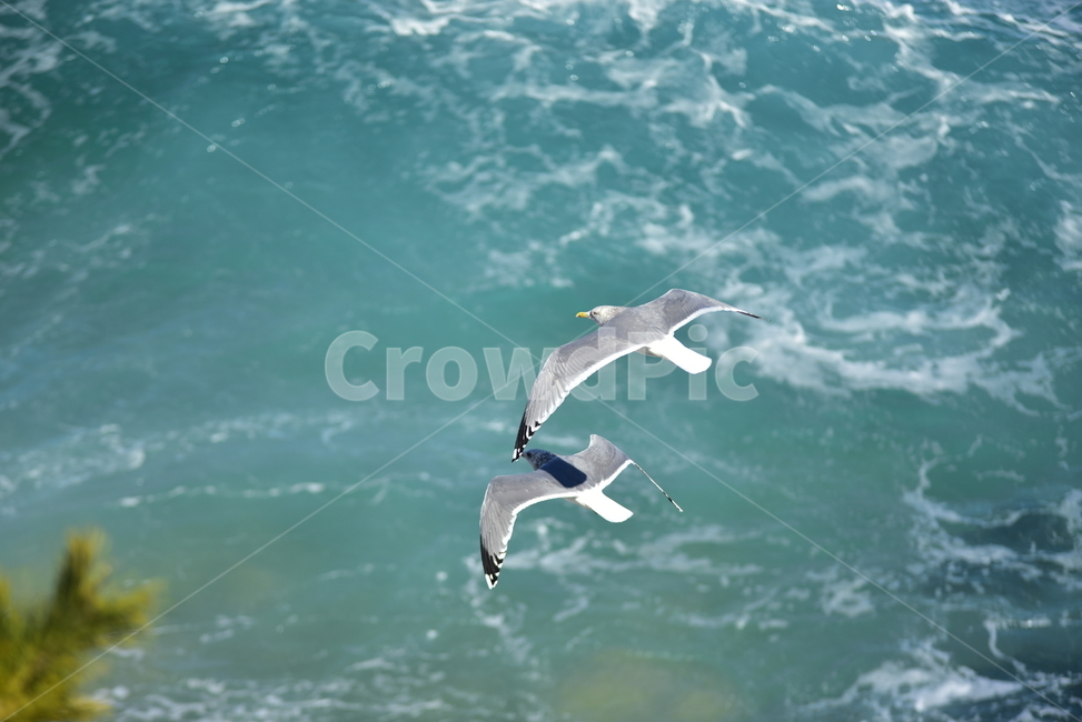 갈매기,바다,파도,seagull,sea,새,버드,bird,자유,날개,날다,활공,조류,자연,동물,animal,조류,새,birds