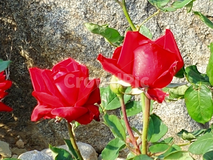 장미,봄꽃,식물,빨간장미,꽃,식물,자연,plants,nature,꽃,flower