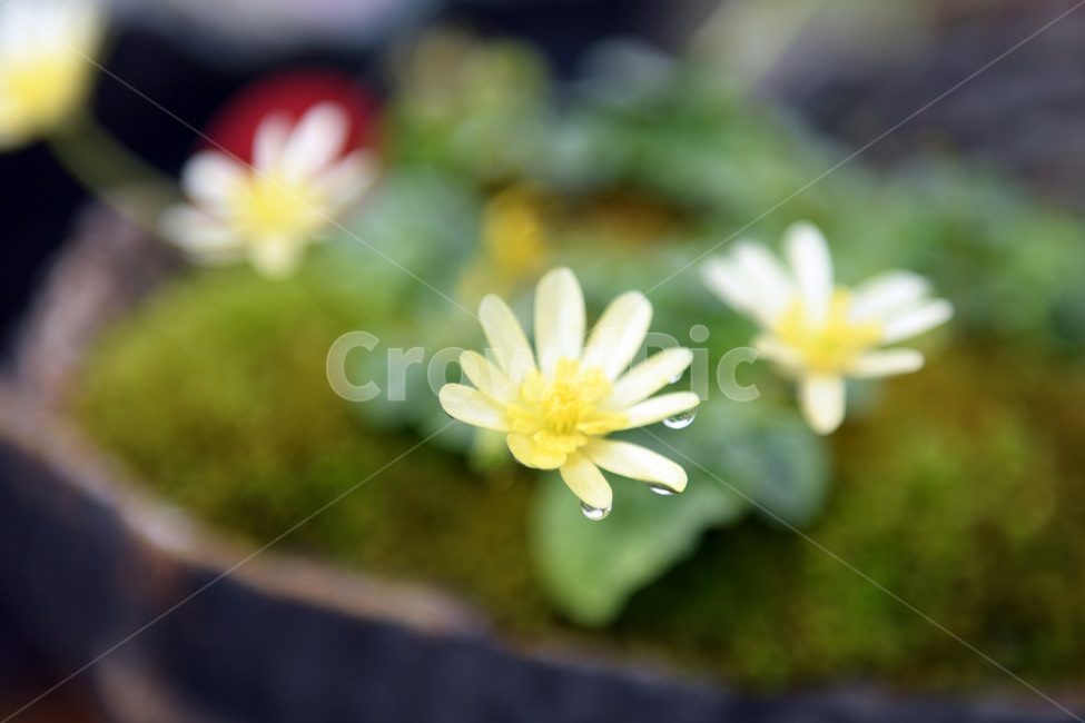 식물,꽃,감성사진,자연,flower,꽃사진,봄,봄꽃,계절,빗방울,비,감성,4월,spring,힐링,자연풍경,풍경,봄,계절,spring,season,식물,자연,plants,nature,꽃,flower,plant