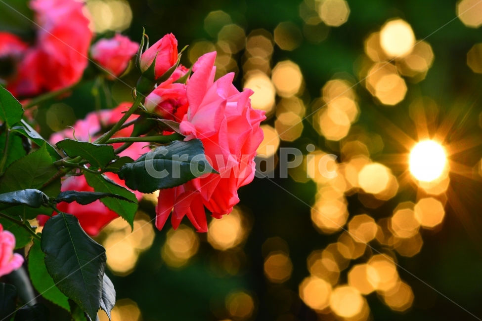 장미,로즈,ROSE,우아한,화려한,향기,향수,화장품,코스메틱,봄꽃,식물,시안,광고,디자인,디자이너,사보,카다로그,뉴스레터,브로셔,리플렛,잡지,홍보,마케팅,전단,출판,편집,sns,ebook,배경,화초,초록,녹색,green,5월의여왕,가시,엘레강스,장미원,장미축제,정원,가든,앞뜰,화단,공원,FLOWERS,GREEN,축제,나들이,5월,꽃잎,꽃송이,나무꽃,SPRING,PARK,빛망울,보케,배경흐림,접사,마크로,클로즈업,아웃포커스,식물,자연,plants,nature,꽃,flower,색깔,색상,색채,색감,color sense,color sensitivity,feeling of color