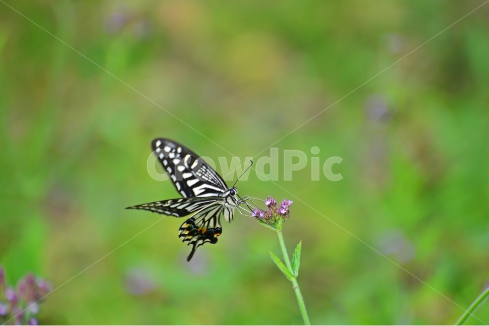 plant,식물,flower,blossom,꽃,나비,호랑나비,insect,곤충,animal,동물,invertebrate,무척추동물,곤충,벌레,insect,bug
