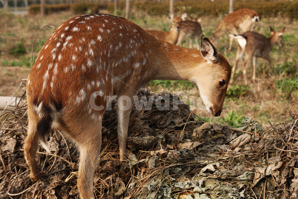 사슴,노루,동물,낙엽,잔디,꼬리,귀,눈,동물꼬리,동물,animal,포유류,mammal