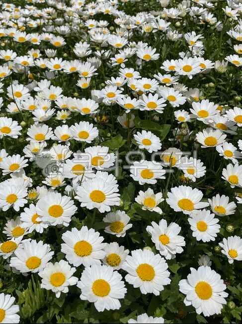 데이지,꽃,식물,봄꽃,계란후라이꽃