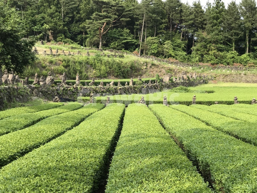 녹차밭,제주녹차,다원,밭,농작물,greentea,재배,식물,녹차,자연,풍경,nature,landscape